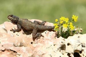 A lizard sits on a stone in a city park. photo