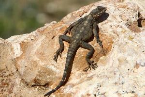 un lagarto se sienta en una piedra en un parque de la ciudad. foto