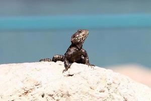 A lizard sits on a stone in a city park. photo