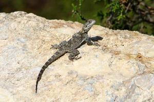 A lizard sits on a stone in a city park. photo