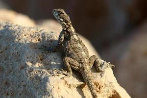 un lagarto se sienta en una piedra en un parque de la ciudad. foto