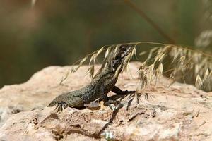 A lizard sits on a stone in a city park. photo