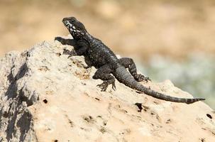 un lagarto se sienta en una piedra en un parque de la ciudad. foto