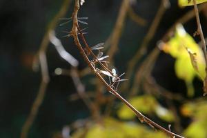 Flying insect dragonfly in the city park. photo