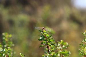 Flying insect dragonfly in the city park. photo