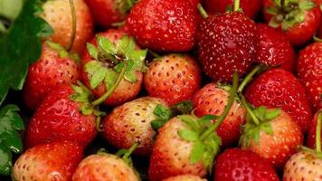 Ripe strawberries are red in color with a sweet and sour taste. Red strawberry, red strawberries, strawberries fruits, strawberry video