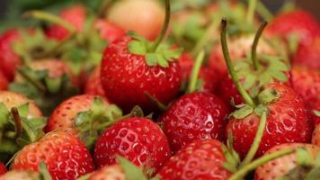 les fraises mûres sont de couleur rouge avec un goût aigre-doux. fraise rouge, fraises rouges, fraises fruits, fraise video