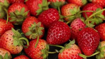 maturo fragole siamo rosso nel colore con un' dolce e acida gusto. rosso fragola, rosso fragole, fragole frutta, fragola video