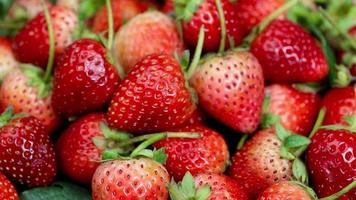 maturo fragole siamo rosso nel colore con un' dolce e acida gusto. rosso fragola, rosso fragole, fragole frutta, fragola video