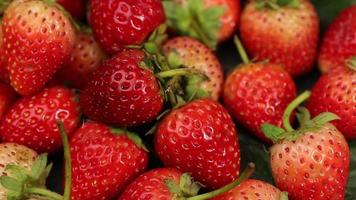 las fresas maduras son de color rojo con un sabor agridulce. frutas de fresa, frutas de fresa video
