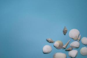 Sea shells on the blue background, with free space for text. photo