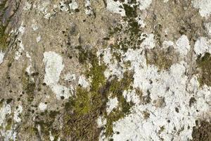 Abstract natural background. Moss and stone texture. Close-up of the nature elements. photo