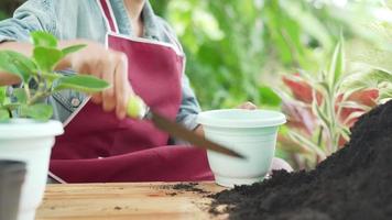 Concept plants as a hobby and career. A woman is pouring soil into pots in preparation for planting trees. Women love to plant trees and their hobby is planting trees and flowers. video