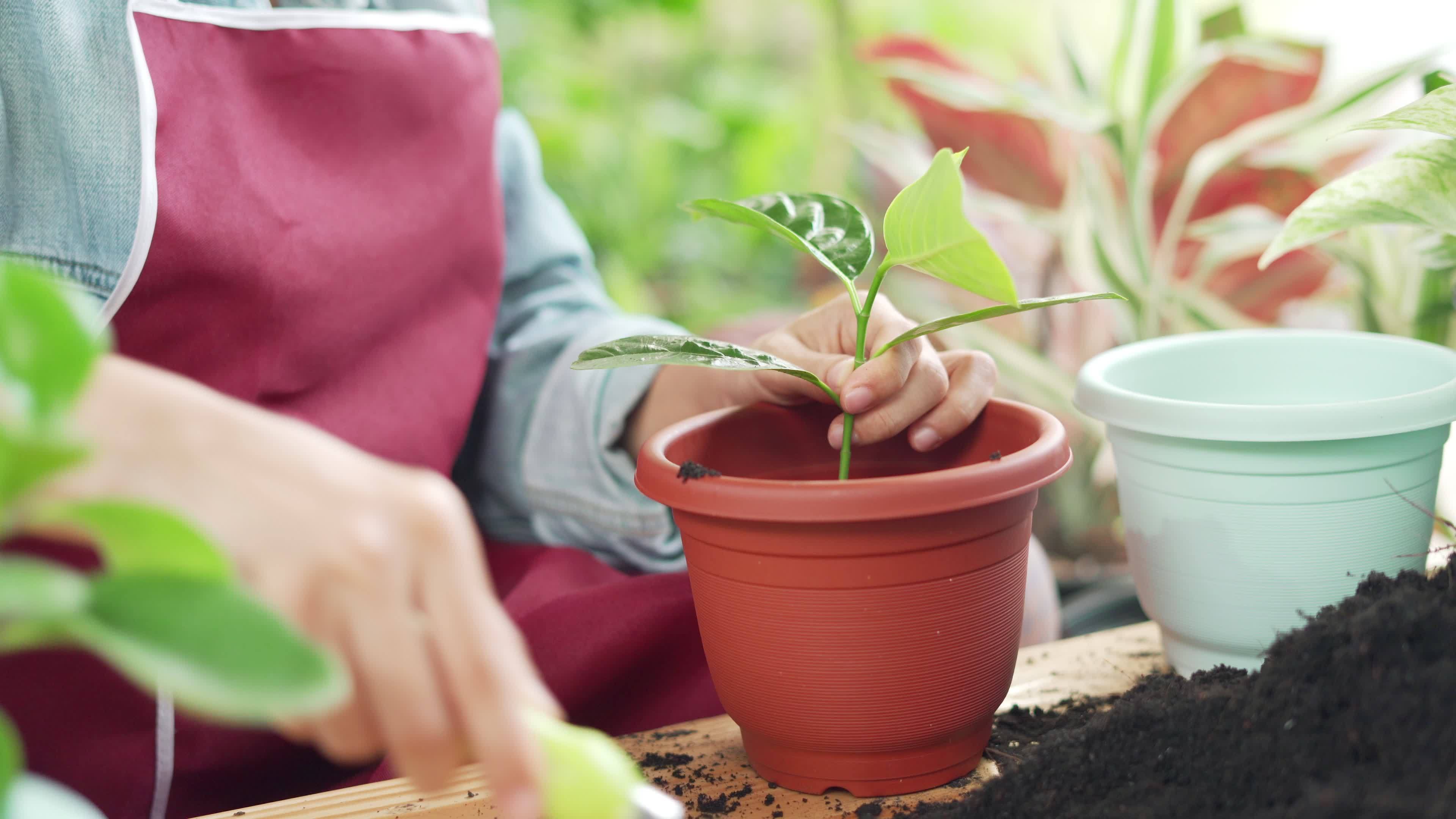 Concept plants as a hobby and career. Woman putting soil to cover the