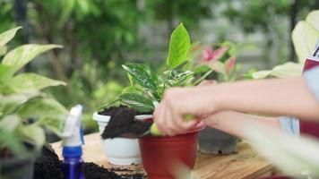 Woman putting soil to cover the roots of plants in pots and spray water for tree. Soil and water important for growth of trees. Hobbies concept. video