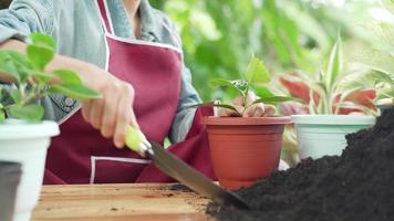 Concept plants as a hobby and career for sell online. Woman putting soil to cover the roots of plants in pots. Soil important for growth of trees . video