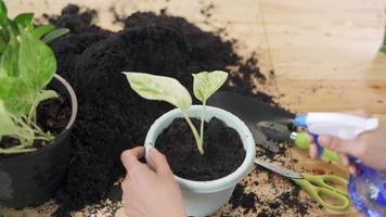 femme pulvérise de l'eau pour la croissance des arbres et des fleurs. eau importante pour la croissance des arbres . plantes conceptuelles pour sauver le réchauffement climatique. video