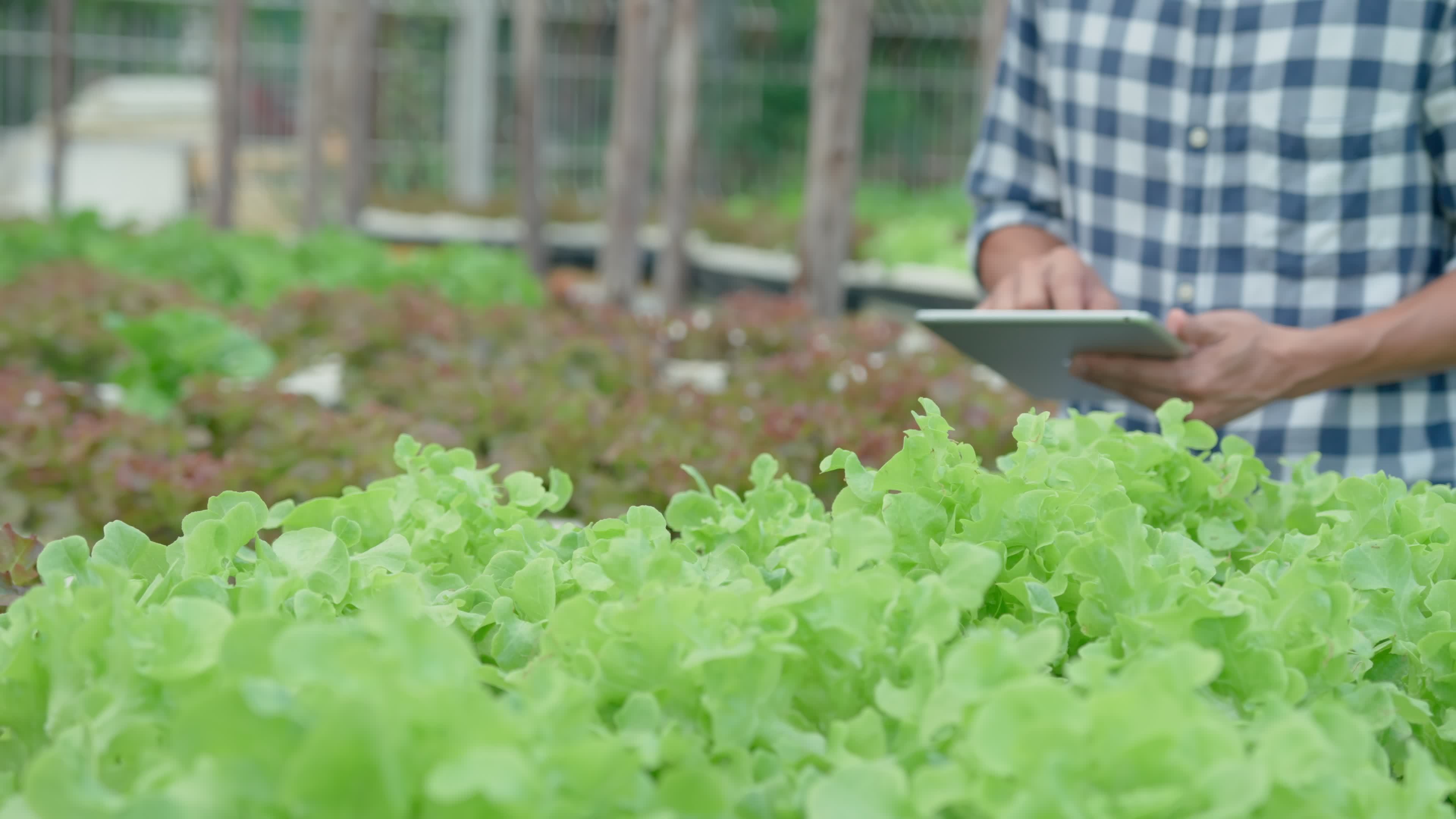 Agricultura org nica fazenda de salada os agricultores verificam