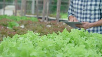agricultura orgânica, fazenda de salada. os agricultores verificam novamente o registro de qualidade na aplicação em tablet. vegetais hidropônicos crescem naturalmente. jardim com efeito de estufa, biológico ecológico, saudável, vegetariano, ecologia video