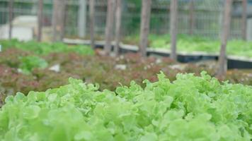 biologisch landbouw, salade boerderij. boeren opnieuw controleren kwaliteit Vermelding Aan toepassing Aan tablet. hydrocultuur groente toenemen van nature. kas tuin, ecologisch biologisch, gezond, vegetarisch, ecologie video
