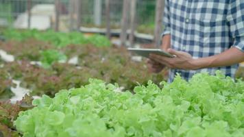 Organic farming, salad farm. Farmers recheck quality record on application on tablet. Hydroponics vegetable grow naturally. greenhouse garden, Ecological Biological, Healthy, Vegetarian, ecology