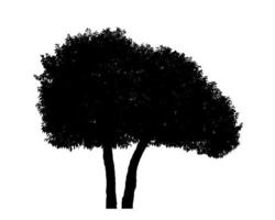 Silhouette tree brush design on white background, illustrations brush brush from real tree with clipping path and alpha channel photo