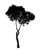 Silhouette tree brush design on white background, illustrations brush brush from real tree with clipping path and alpha channel photo