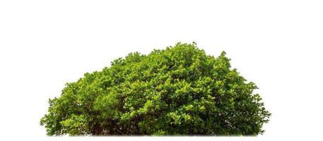 Shrubs isolated on white background with clipping path and alpha channel photo
