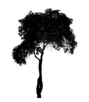 Silhouette tree brush design on white background, illustrations brush brush from real tree with clipping path and alpha channel photo