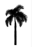 Silhouette palm tree brush design on white background, illustrations brush brush from real tree with clipping path and alpha channel photo