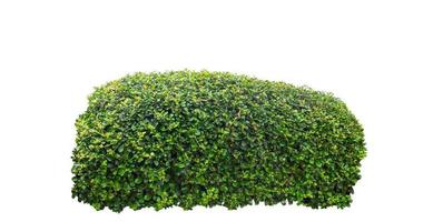 Shrubs isolated on white background with clipping path and alpha channel photo