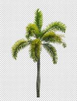 Palm tree on transparent picture background with clipping path, single tree with clipping path and alpha channel photo