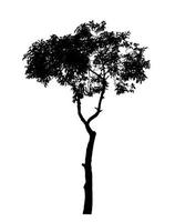 Silhouette tree brush design on white background, illustrations brush brush from real tree with clipping path and alpha channel photo