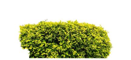 Shrubs isolated on white background with clipping path and alpha channel photo