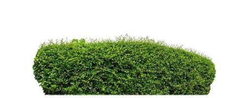 Shrubs isolated on white background with clipping path and alpha channel photo