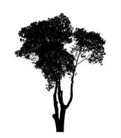 Silhouette tree brush design on white background, illustrations brush brush from real tree with clipping path and alpha channel photo