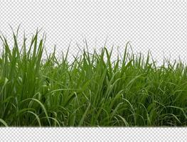 sugar cane on transparent picture background with clipping path photo