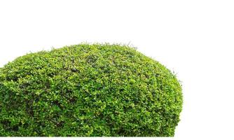 Shrubs isolated on white background with clipping path and alpha channel photo