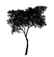 Silhouette tree brush design on white background, illustrations brush brush from real tree with clipping path and alpha channel photo