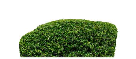 Shrubs isolated on white background with clipping path and alpha channel photo