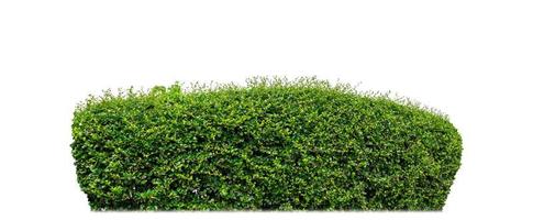 Shrubs isolated on white background with clipping path and alpha channel photo