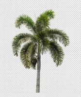 Palm tree on transparent picture background with clipping path, single tree with clipping path and alpha channel photo