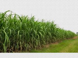 caña de azúcar sobre fondo de imagen transparente con trazado de recorte foto