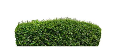 Shrubs isolated on white background with clipping path and alpha channel photo