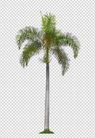 Palm tree on transparent picture background with clipping path, single tree with clipping path and alpha channel photo