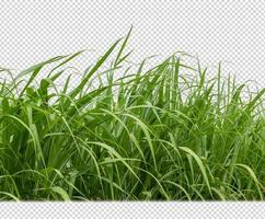 sugar cane on transparent picture background with clipping path photo