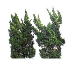 Shrubs isolated on white background with clipping path and alpha channel photo