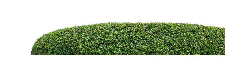 Shrubs isolated on white background with clipping path and alpha channel photo