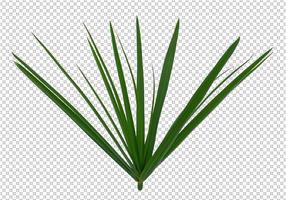 grass on a transparent background photo