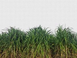 sugar cane on transparent picture background with clipping path photo